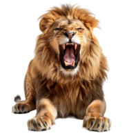 Angry lion on isolated transparent background png