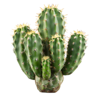 Kaktus Pflanze auf isoliert Hintergrund png