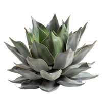 plant on isolated background png