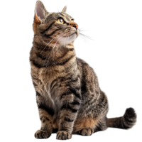 Cat on isolated background png