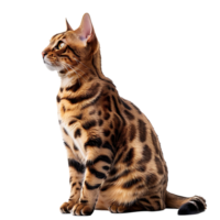 Cat on isolated background png