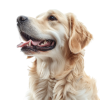 Dog on isolated background png