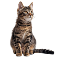 Cat on isolated background png