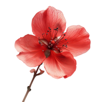 pink flower on isolated background png