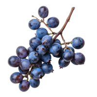 Blue grapes on isolated background png