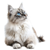 Cat on isolated background png