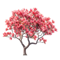 Tulip tree on isolated transparent background png