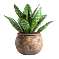 plant on isolated background png
