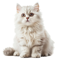 Cat on isolated background png