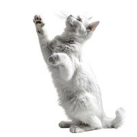 Cat on isolated background png