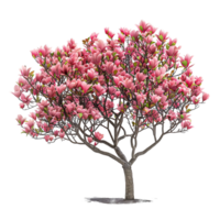 Tulip tree on isolated transparent background png