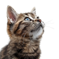 Cat on isolated background png