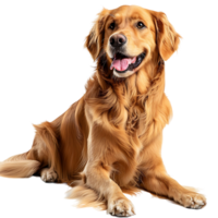 Dog on isolated background png