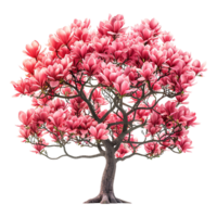 Tulip tree on isolated transparent background png