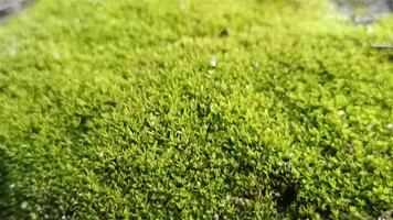 green grass or fresh moss background photo