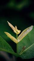 Close-up of fresh green shoots leaves photo