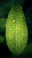 Vertical Close-up of wet leaves with raindrops on it photo