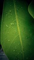 lluvia agua en un Fresco verde hoja de cerca ver foto