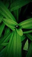 Green leaves background Tropical pandan leaves photo