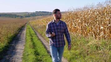 Confident agronomist walking along maize corn field for inspection. Harvest care concept video