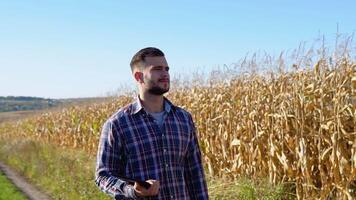 Caucasian farm worker walking along maize corn field for inspection. Harvest care concept video