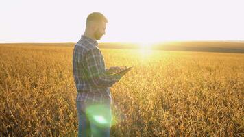 Young agronomist examines soybean crop on field in summer. Farmer on soybean field video