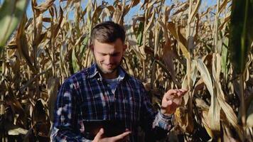 Agronomist checking corn if ready for harvest with tablet. Portrait of farmer video