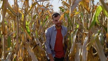 Confident agronomist walking along corn field for inspection. Harvest care concept video