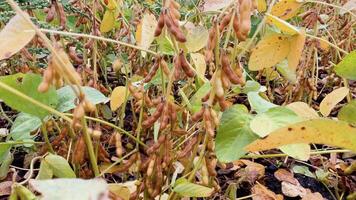 Ripe soybean pods close up, cultivated organic agricultural crop video