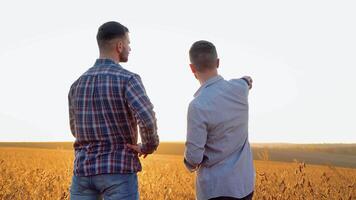dois agricultores em pé dentro uma campo examinando soja colheita antes colheita video