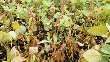 détail de soja plante dans champ avec sélectif se concentrer, dans mato grosso État, Brésil video