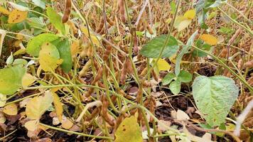 mogen sojaböna skida stänga upp, kultiverad organisk jordbruks beskära. selektiv fokus på detalj video