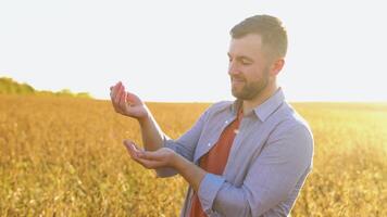 une agriculteur dans une soja champ examine le céréales de une mature plante et verse leur de main à main. agriculture production concept video
