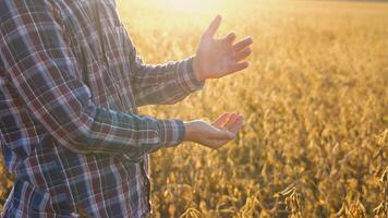 dichtbij omhoog van jong boer met soja zaad in zijn handen Bij zonsondergang video