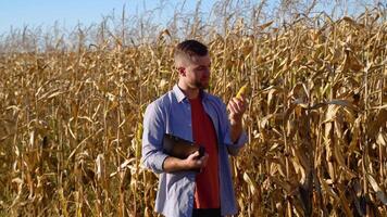 Agronom Überprüfung Mais wenn bereit zum Ernte. Porträt von Farmer video