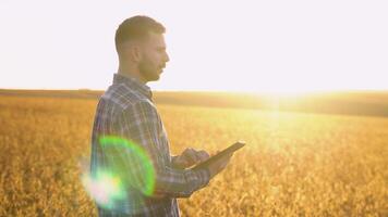 Young hardworking farmer agronomist in soybean field checking crops before harvest. Organic food production and cultivation video