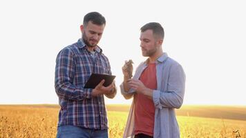 Two farmers standing in a field examining soybean crop before harvesting video