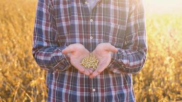 Human hands holding soy beans. Farmer hand in harvest ready soy bean cultivated agricultural field, organic farming soya plantation video