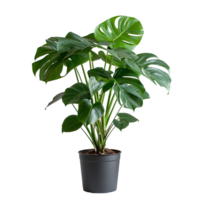 plante pot sur transparent Contexte png