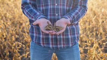 Human hands holding soy beans. Farmer hand in harvest ready soy bean cultivated agricultural field, organic farming soya plantation video