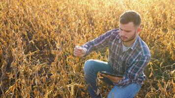 agronoom inspecteren soja Boon gewassen groeit in de boerderij veld. landbouw productie concept video