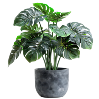 plante pot sur transparent Contexte png