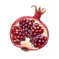 Pomegranate on transparent Background png