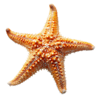 Common starfish on isolated transparent background png