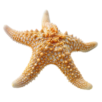 Common starfish on isolated transparent background png