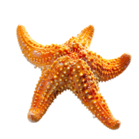 Common starfish on isolated transparent background png