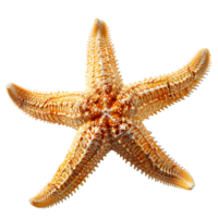 común estrella de mar en aislado transparente antecedentes png
