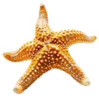 Common starfish on isolated transparent background png
