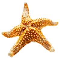 común estrella de mar en aislado transparente antecedentes png