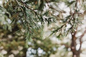 Raindrops on a fluffy fresh branches of larch. Close-up. photo